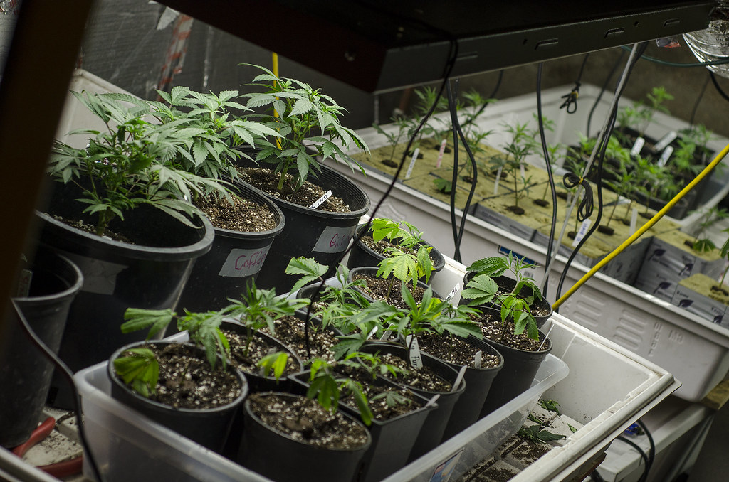 LEGAL Colorado Marijuana Grow